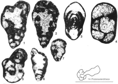 Image of Protoinsolentitheca fundamenta Vachard & Cózar 2004