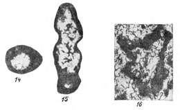 Plancia ëd Paracaligelloides abramjanae Reitlinger 1965