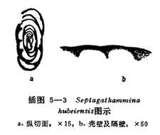 Image de Septagathammina hubeiensis Lin 1984