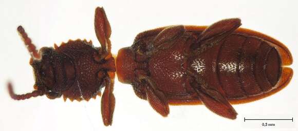 Image of Oryzaephilus