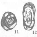 Septagathammina hubeiensis Lin 1984 resmi