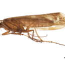 Image of Limnephilus subcentralis Brauer 1857