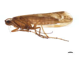 Image of Limnephilus subcentralis Brauer 1857