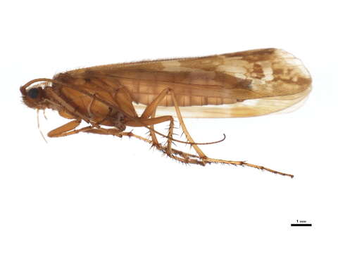 Image of Limnephilus subcentralis Brauer 1857