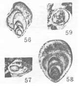 Image of Xintania obesa Lin 1984