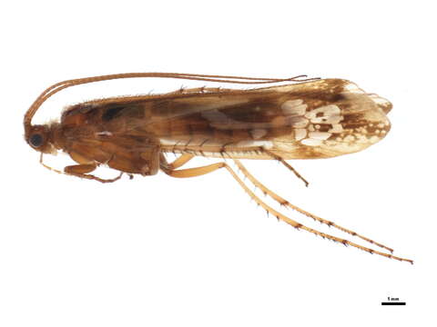 Image of Limnephilus subcentralis Brauer 1857