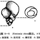 Image of Xintania obesa Lin 1984