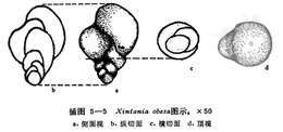 Image of Xintania obesa Lin 1984