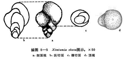 Image of Xintania obesa Lin 1984