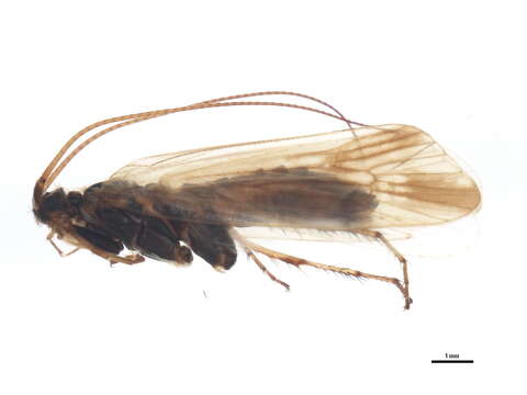 Limnephilus femoratus (Zetterstedt 1840) resmi