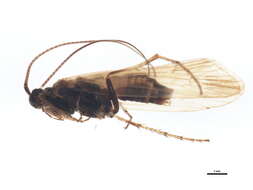 Limnephilus femoratus (Zetterstedt 1840) resmi