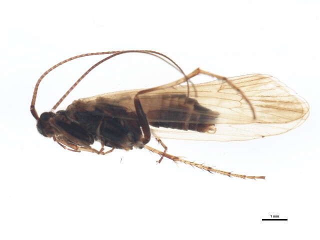 Limnephilus femoratus (Zetterstedt 1840) resmi