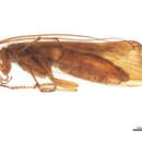 Image of Limnephilus germanus McLachlan 1875