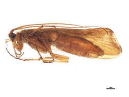 Limnephilus germanus McLachlan 1875 resmi