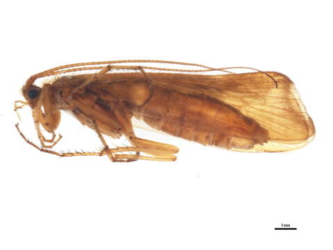 Limnephilus germanus McLachlan 1875 resmi