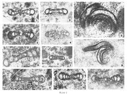 Image de Planohowchinia espielensis Cózar & Mamet 2001