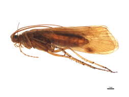 Limnephilus germanus McLachlan 1875 resmi