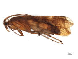 Image of Limnephilus lunatus Curtis 1834