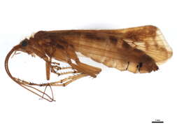 Image of Limnephilus lunatus Curtis 1834