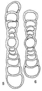 Image of Xingshandiscus jianyangensis Zheng 1986