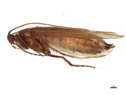 Limnephilus elegans Curtis 1834 resmi