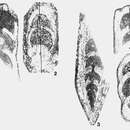 Image of Maichelina consueta Sosnina 1977