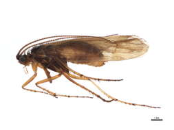 Limnephilus griseus (Linnaeus 1758) resmi