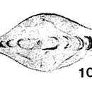 Image of Pachyphloia gefoensis (A. D. Miklukho-Maklay 1953)