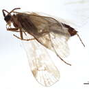 صورة Limnephilus fenestratus (Zetterstedt 1840)