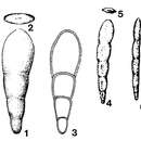 Image of Frondinodosaria pyrula Sellier de Civrieux & Dessauvagie 1965
