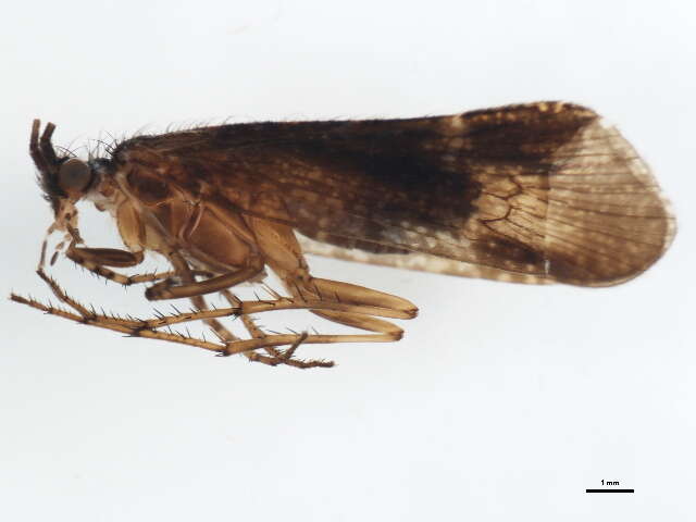 صورة Limnephilus sparsus Curtis 1834