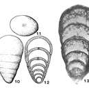 Image of Pseudolangella fragilis Sellier de Civrieux & Dessauvagie 1965