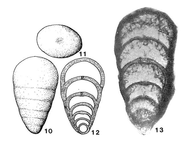 Image of Pseudolangella fragilis Sellier de Civrieux & Dessauvagie 1965
