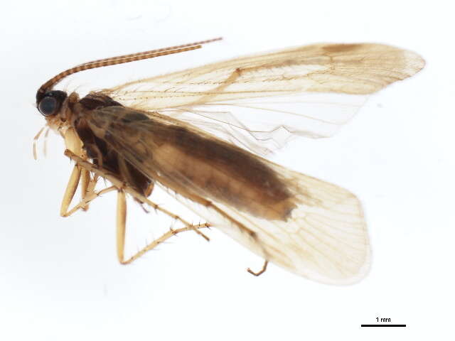 Limnephilus auricula Curtis 1834 resmi