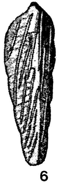 Image of Dentalinella cuneata Wedekind 1937