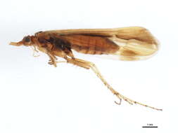 Image of Limnephilus vittatus (Fabricius 1798)