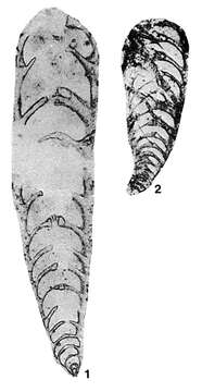 Image de Gerkeina komiensis Grozdilova & Lebedeva ex Sosipatrova 1969