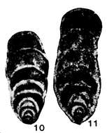 Image of Nodoinvolutaria hunanica Lin 1978