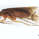 Image of Limnephilus fuscicornis (Rambur 1842)