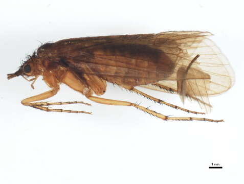 Limnephilus fuscicornis (Rambur 1842) resmi