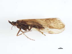 Limnephilus diphyes McLachlan 1880 resmi