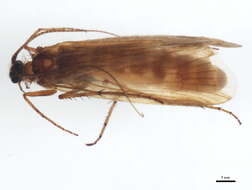 Limnephilus coenosus Curtis 1834 resmi