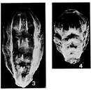 Image of Paralingulina tenera (Bornemann 1854)