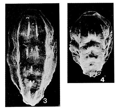 Image of Paralingulina tenera (Bornemann 1854)