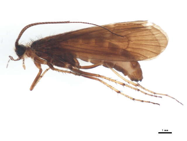 Limnephilus coenosus Curtis 1834 resmi