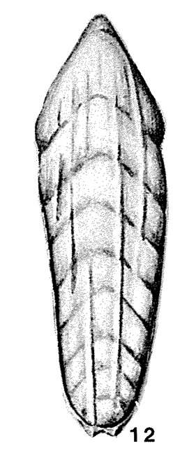Image of Ichthyolaria bicostata (d'Orbigny 1850)