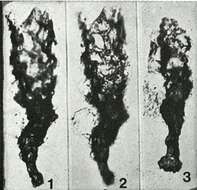 Слика од Areniconulus bykovae Eisenack 1969