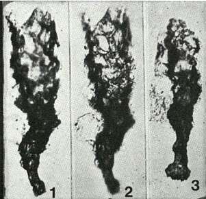 Image de Areniconulus bykovae Eisenack 1969