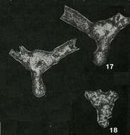 صورة Saccarena bitubulifera Chernykh 1969