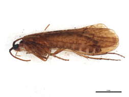 Nemotaulius (Macrotaulius) punctatolineatus (Retzius 1783) resmi